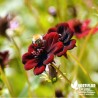 Cosmos atropurpurea 'Chocolat'