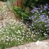 Erigeron karvinskianus blanc (de Karvinski)