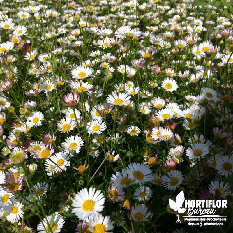 Erigeron karvinskianus blanc (de Karvinski) - Vittadenia