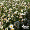 Erigeron karvinskianus blanc (de Karvinski)