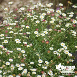 Erigeron karvinskianus blanc (de Karvinski) - Vittadenia