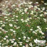 Erigeron karvinskianus blanc (de Karvinski)