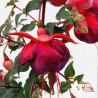 Fuchsia 'Millenium'