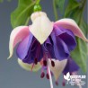 Fuchsia 'Blue Angel'