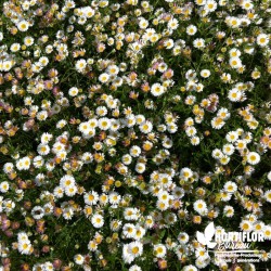 Erigeron karvinskianus blanc (de Karvinski) - Vittadenia