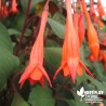 Fuchsia triphylla 'Fulgens'