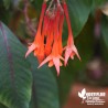 Fuchsia triphylla 'Fulgens'