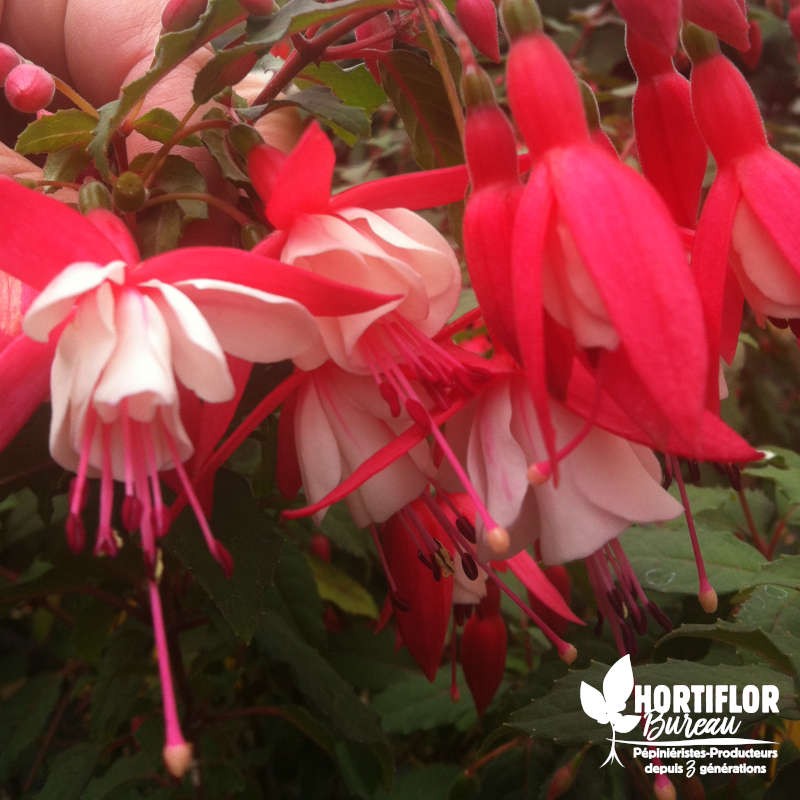 Fuchsia rustique ‘Alice Hoffman’