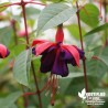 Fuchsia rustique 'Princess Dollar'