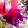 Fuchsia rustique 'Princess Dollar'