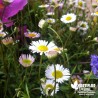 Erigeron karvinskianus blanc (de Karvinski) - Vittadenia