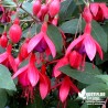 Fuchsia rustique 'Tom Thumb'