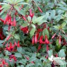 Fuchsia grimpant rustique 'Regia Retzii'