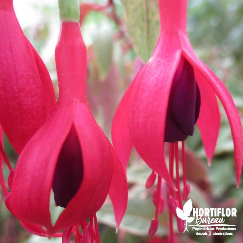 Fuchsia rustique magellanica 'Versicolor'