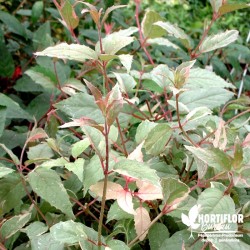 Fuchsia rustique magellanica 'Versicolor'