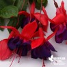 Fuchsia 'Millenium'