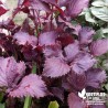 Shiso pourpre - (Shizo) Perilla de Nankin