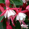 Fuchsia rustique 'Lady Thumb'