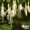 Fuchsia rustique 'Hawkshead - Tête d'Epervier'