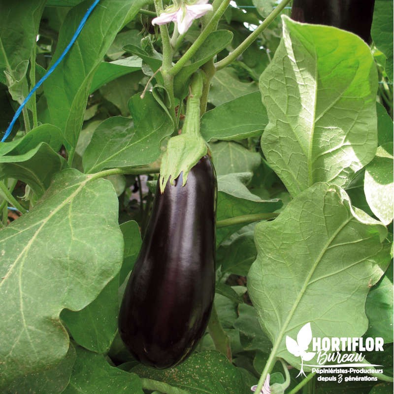 Aubergine 'Sultane' F1 greffée - Solanum melongena