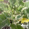 Chou Daubenton panaché 'Popof' - Brassica oleracea