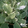 Chou Daubenton panaché 'Popof' - Brassica oleracea