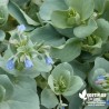 Plante à huître BIO** - Mertensia maritima