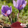 Crocus Safran BIO** - Crocus sativus