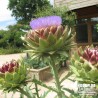 Artichaut 'Violet de Provence' - Cynara scolimus