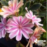 Lewisia cotyledon