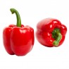 Poivron 'Lamuyo F1' rouge/vert - Capsicum annuum