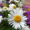 Aster alpinus en mélange de coloris