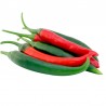 Piment Poivron doux des landes - Capsicum annuum