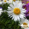 Aster alpinus blanc