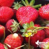 Fraisier 'Madame Moutot' BIO** - Fragaria ananassa 'Madame Moutot'