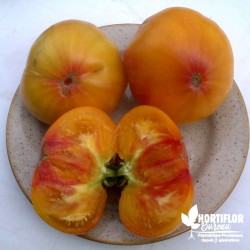 Tomate 'Ananas' - Solanum...