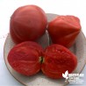 Tomate 'Coeur de Boeuf' - Solanum lycopersicum 'Cuor di Bue'