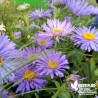 Aster alpinus bleu