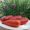 Tomate 'Cornue des Andes' - Solanum lycopersicum 'Cornue des Andes'