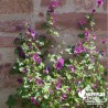 Mauve de Mauritanie violette BIO** - Malva sylvestris