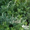 Armoise BIO**- Artemisia vulgaris