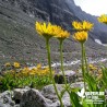 Arnica chamissonis type montana BIO**