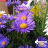 Aster alpinus bleu