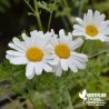 Pyrèthre de Dalmatie - Tanacetum cinerariifolium