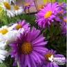 Aster alpinus rose