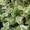 Menthe bicolore BIO** - Mentha suaveolens 'Variegata' !