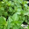 Menthe Citron BIO** - Mentha citrata