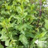 Menthe Crispée BIO** - Mentha spicata crispa