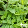 Menthe Suisse BIO** - Mentha piperata X