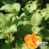 Menthe Goût d'Orange BIO** - Mentha citrata 'Orange'